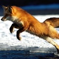 Springing into Action, Red Fox